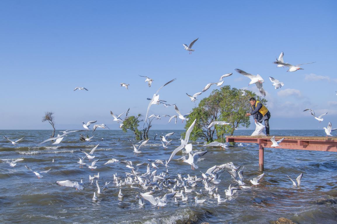 The flying sea gulls,blue sky and clear water compose the ecology beauty of Dianchi Lake