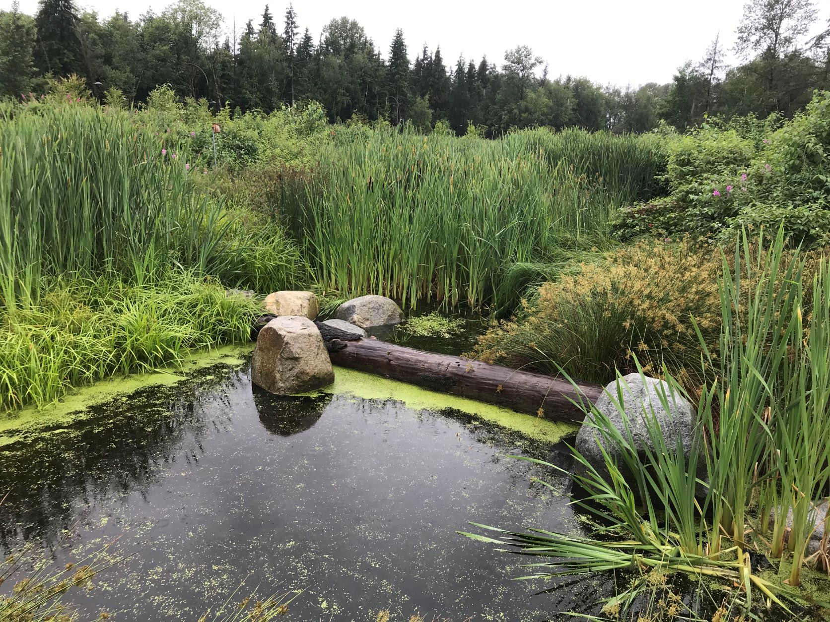 One of Surrey's newer town centre parks, Hawthorne is a mosaic of forest, wetlands, passive grass areas and gardens.