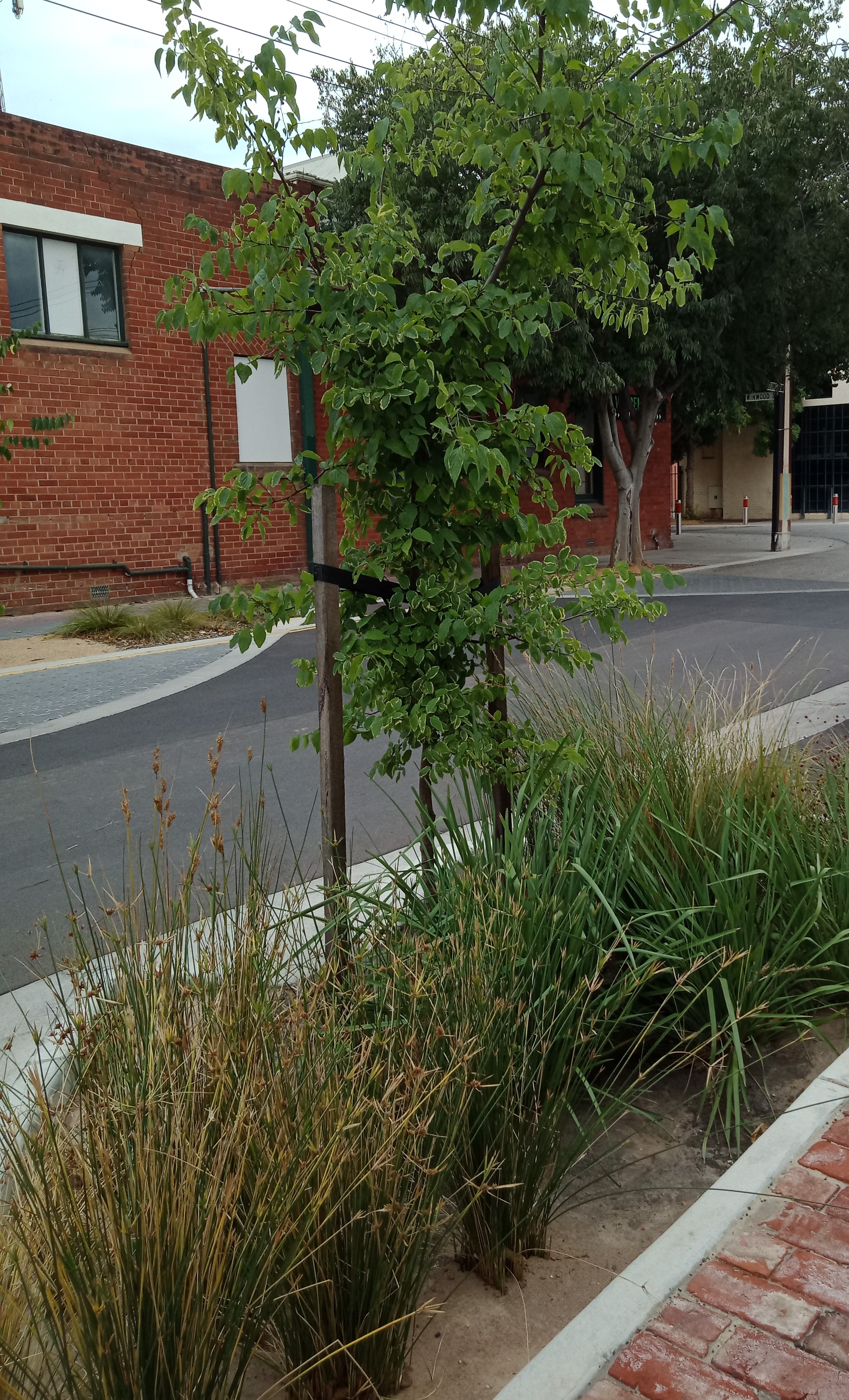 Council has established many raingardens along streets in West Torrens. The raingardens are designed to capture and filter stormwater runoff, whilst providing a source of water for growing road-side vegetation. An online interactive trail to learn more about raingardens is on Council's website.